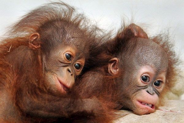 Two little monkey friends
